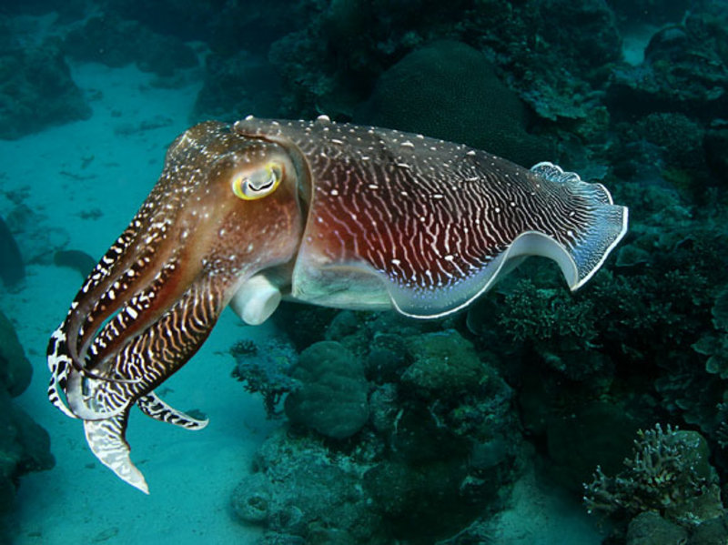 cuddlefish